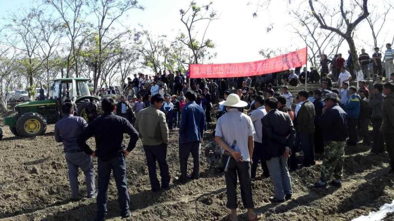 富来威甘蔗种植机给力陇川县甜蜜事业