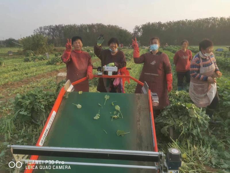 南通市叶菜机械化农业科创中心落户南通省力科技