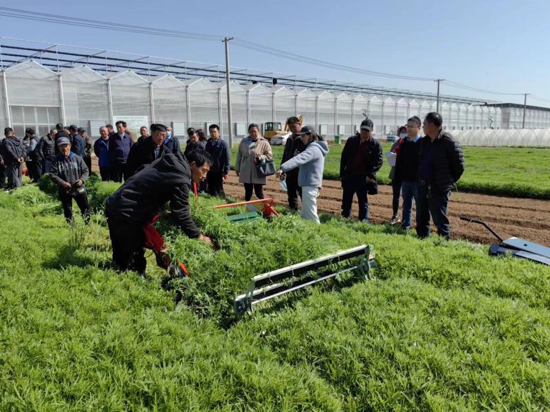 省力叶菜收获机为南京芦蒿机械化助力