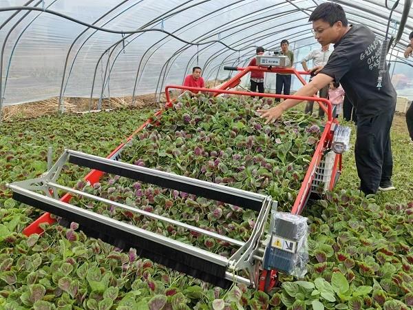 省力科技叶菜收割机获上海市场认可