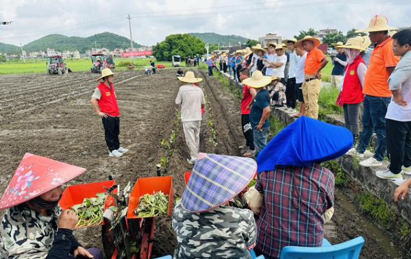 薯歌甘薯移栽机在广东阳江得好评