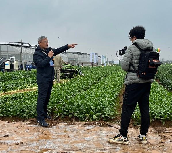 努力为叶菜采收提供省力化的解决方案