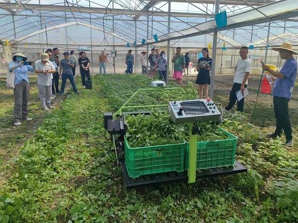 省力科技智能叶菜收获机在苏州实现商业化应用