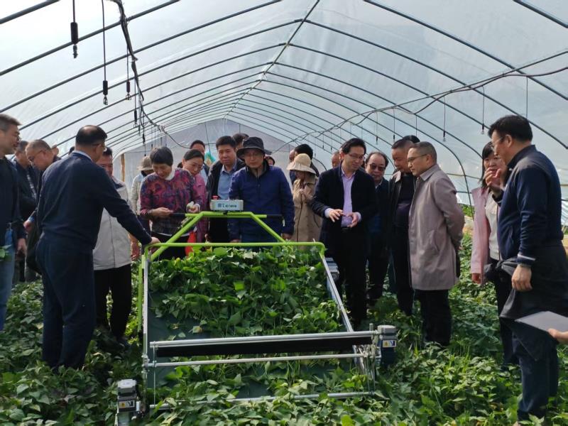 让红薯种植更快乐：省力科技亮相全国菜用甘薯产业大会获好评