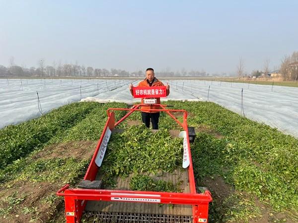 省力科技蔬菜收获机助力虞城荠菜采收机械化